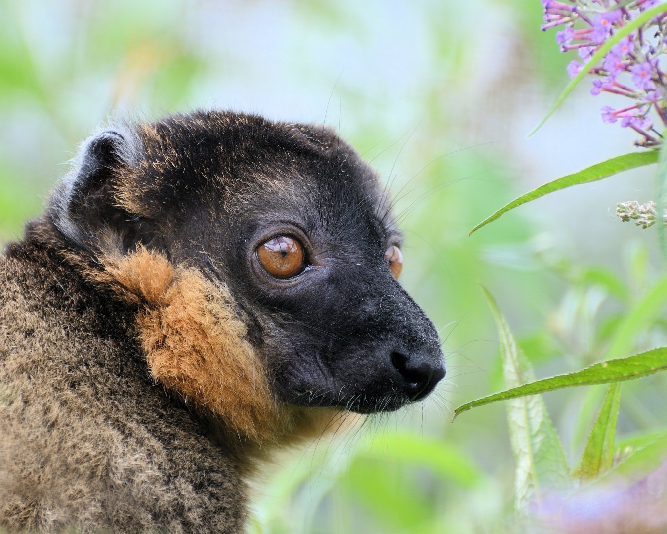 Collared Lemur 30/08/2020