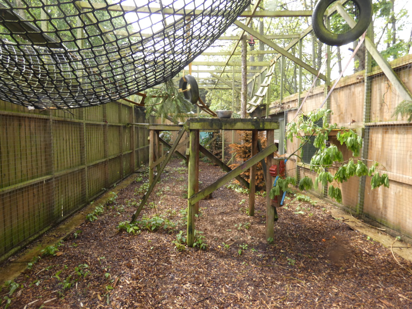 Collared lemur and brown lemur enclosure