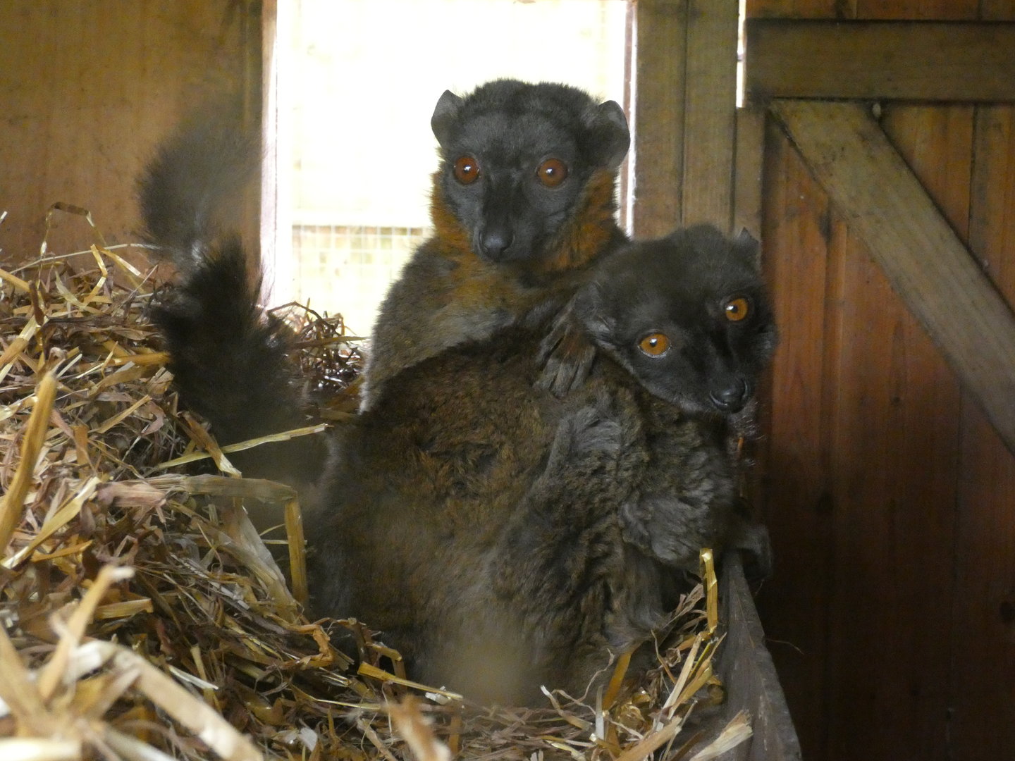 Collared lemur and brown lemur