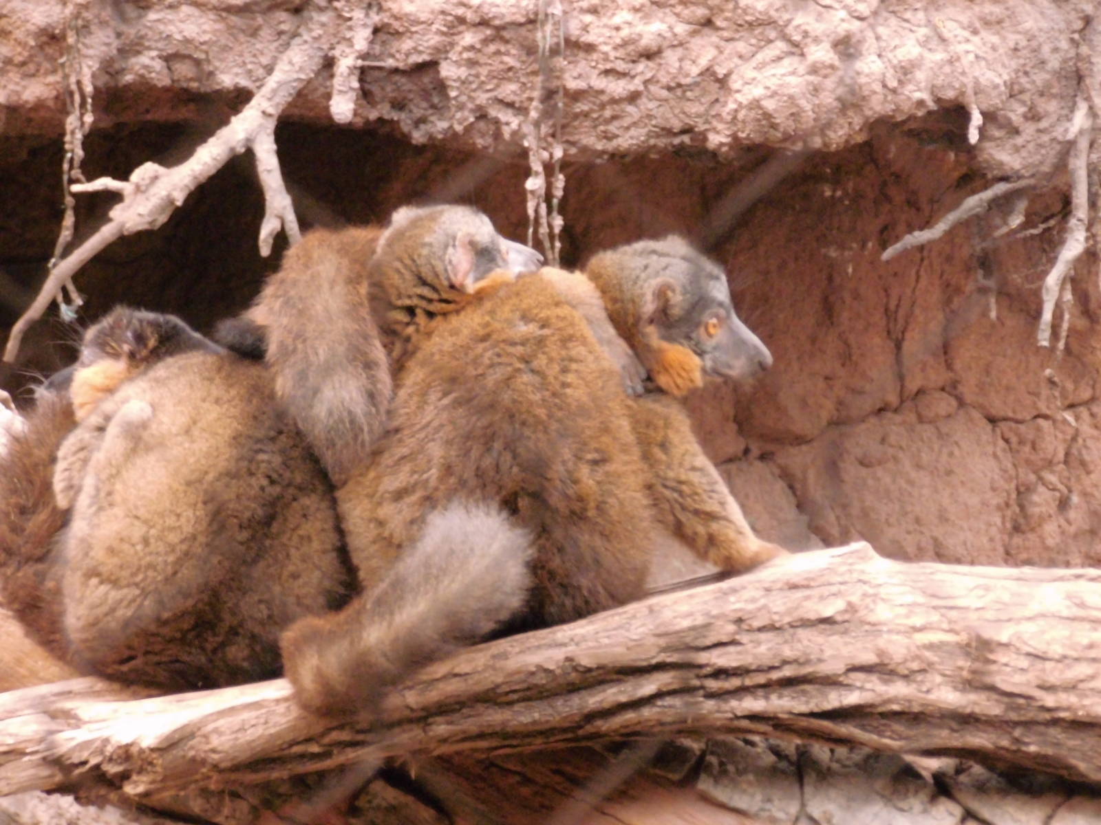 Collared lemur at Bronx zoo 2014-12-27