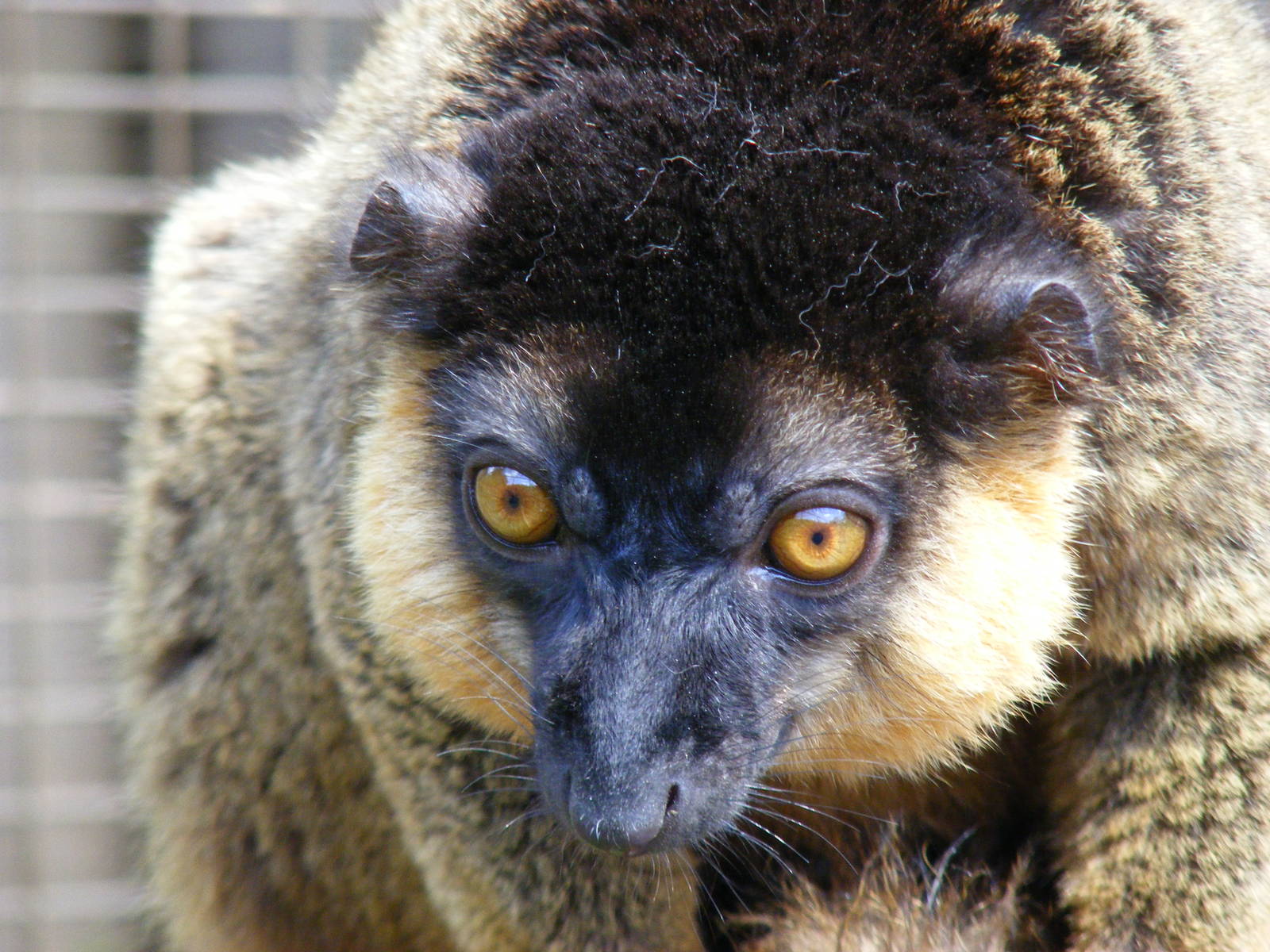 Collared lemur at Cotswold Wildlife Park, 3 May 2010