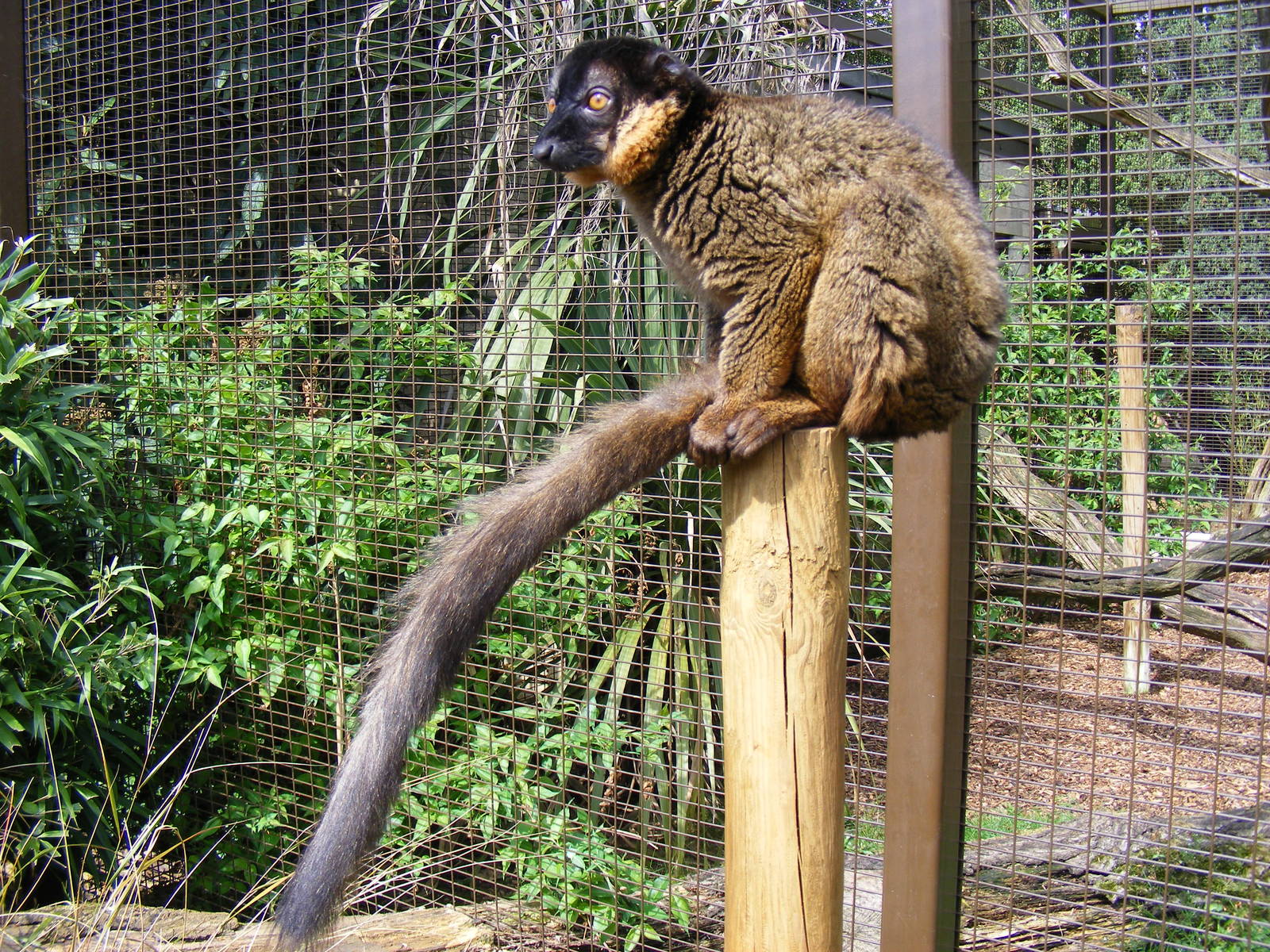 Collared lemur at Cotswold Wildlife Park, 3 May 2010