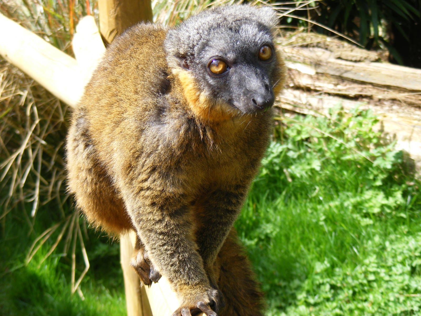 Collared lemur at Cotswold Wildlife Park, 3 May 2010