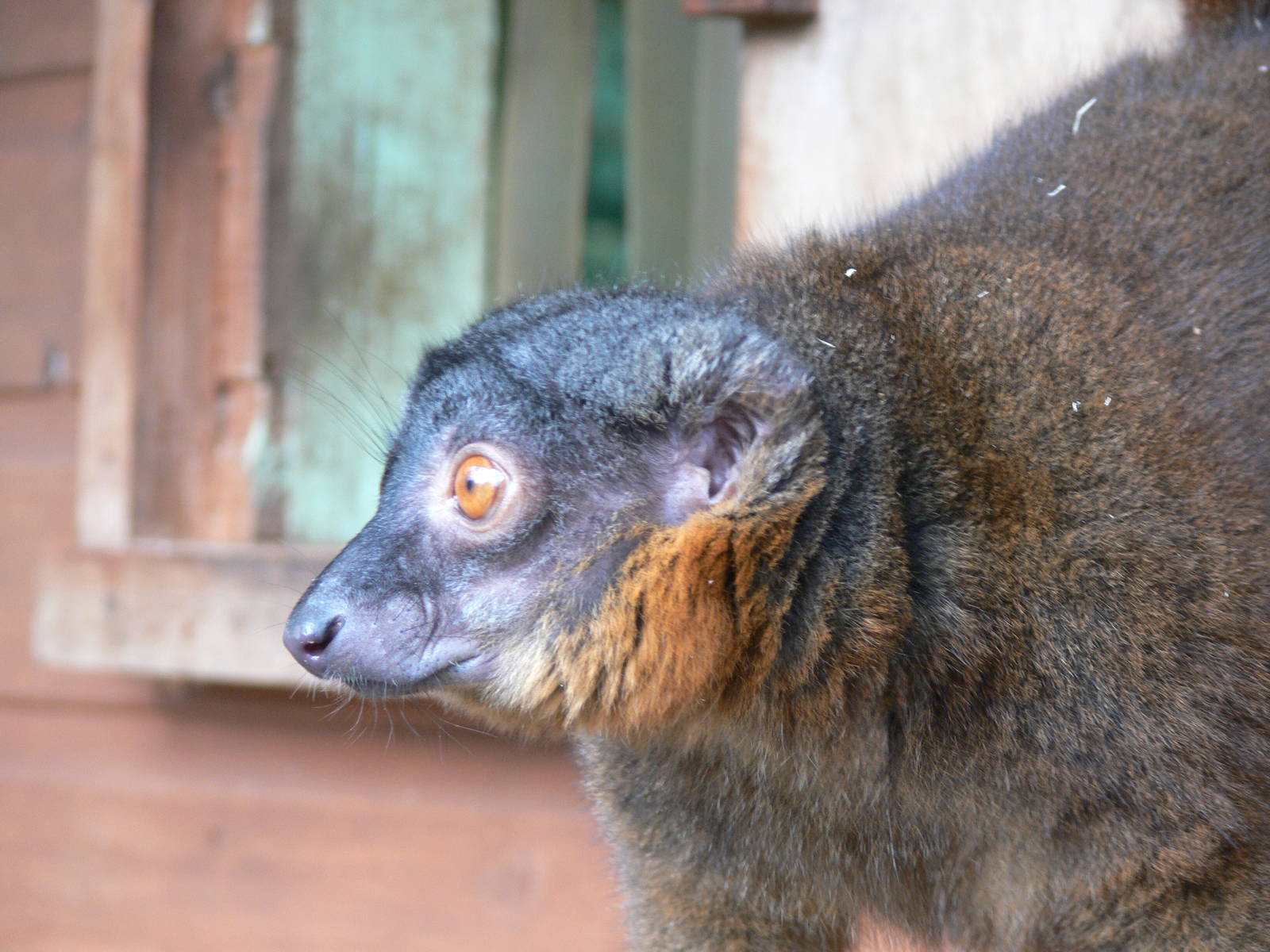 Collared Lemur at Dudley, 02/11/13