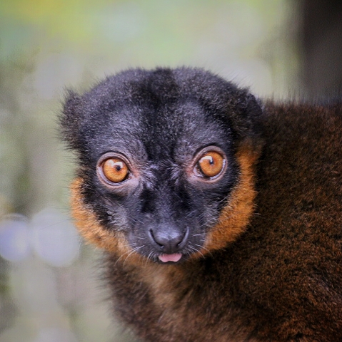 Collared Lemur at Dudley Zoo & Castle