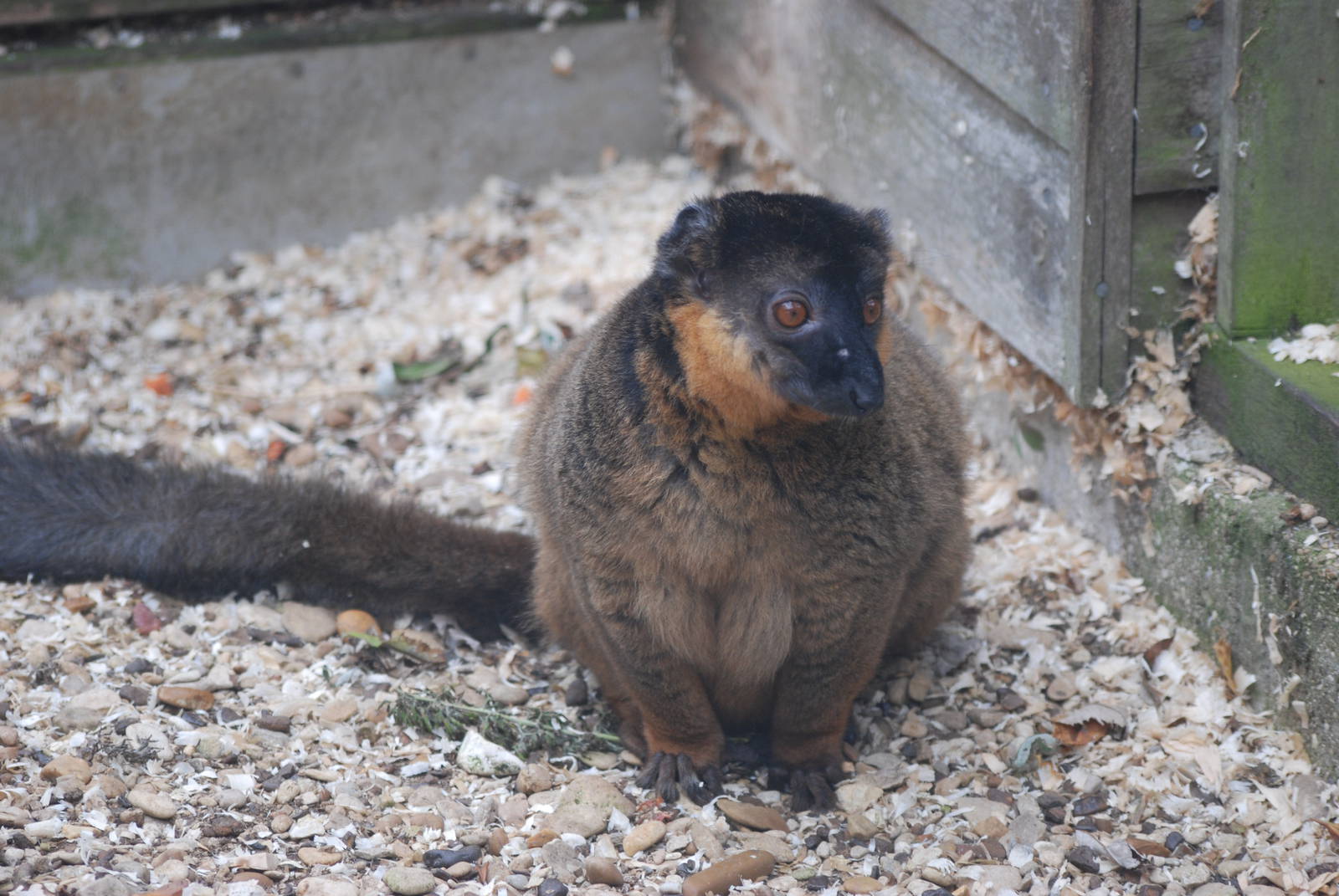 Collared Lemur at Hamerton, 08/10/11