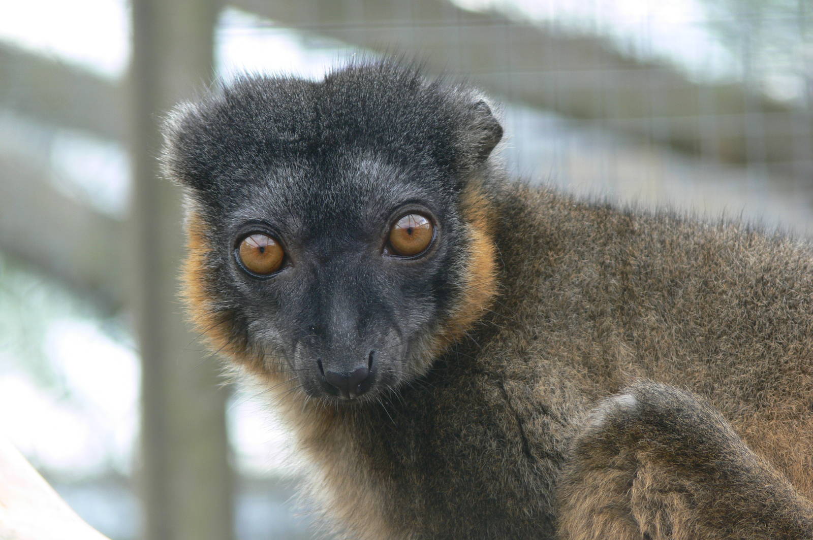 Collared Lemur at Hamerton Zoo, 23/08/14