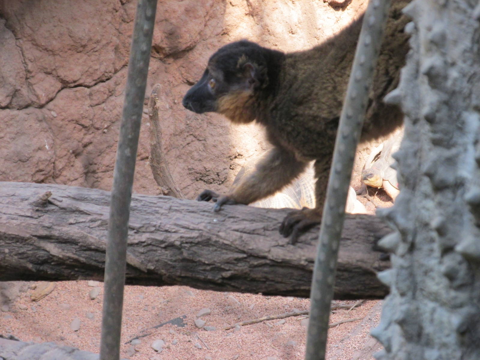 collared lemur bronx zoo
