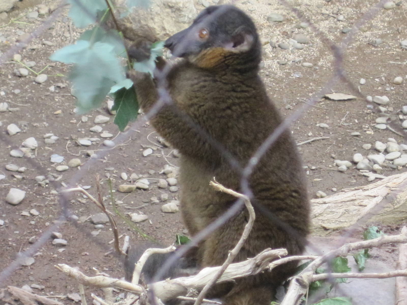 Collared Lemur Browsing