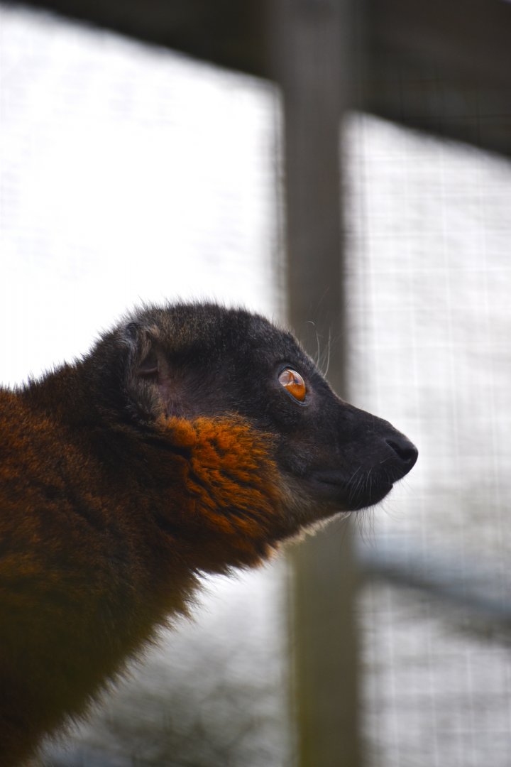 Collared lemur, Eulemur collaris (14/03)