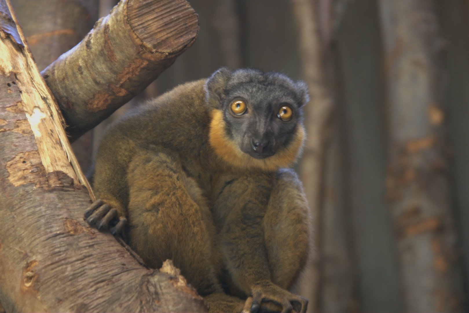 Collared Lemur (Eulemur collaris), 17-09-25