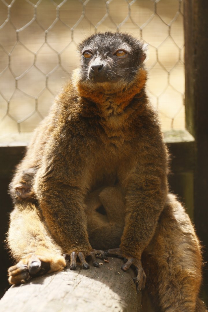 Collared lemur (Eulemur collaris) with youngster