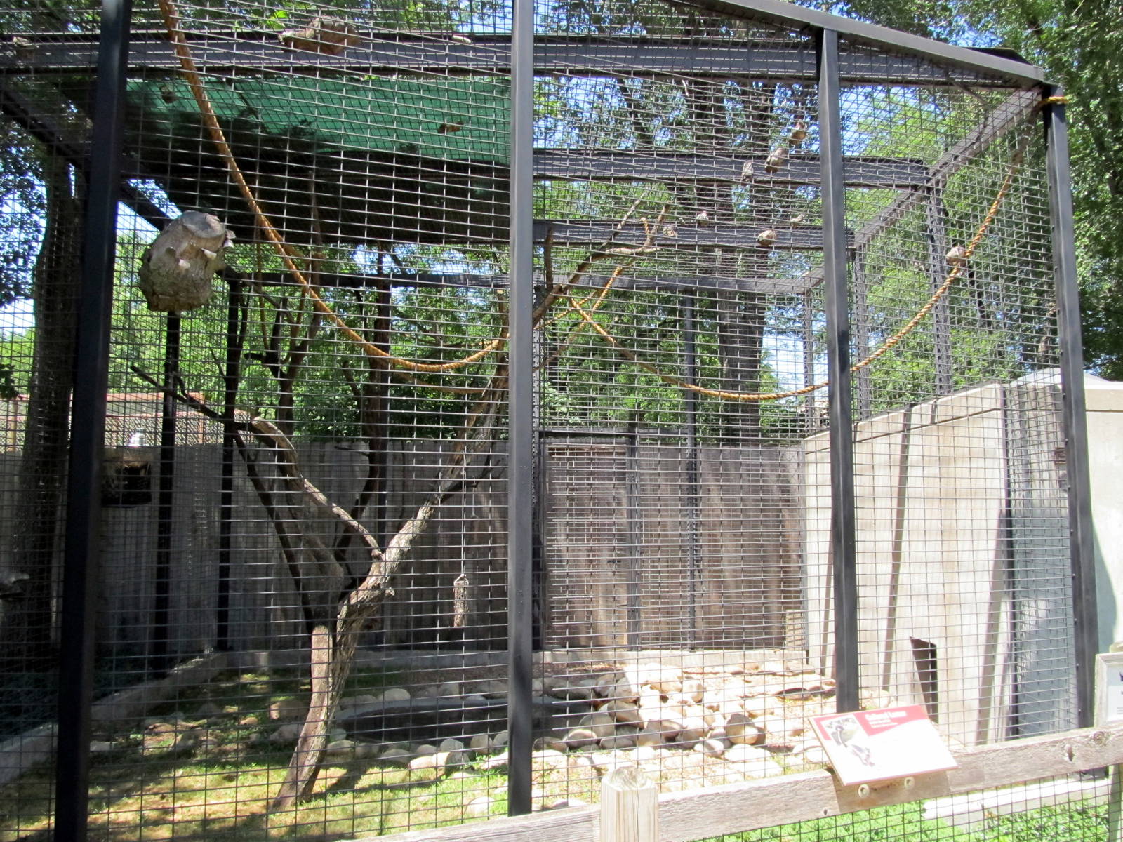 Collared Lemur Exhibit
