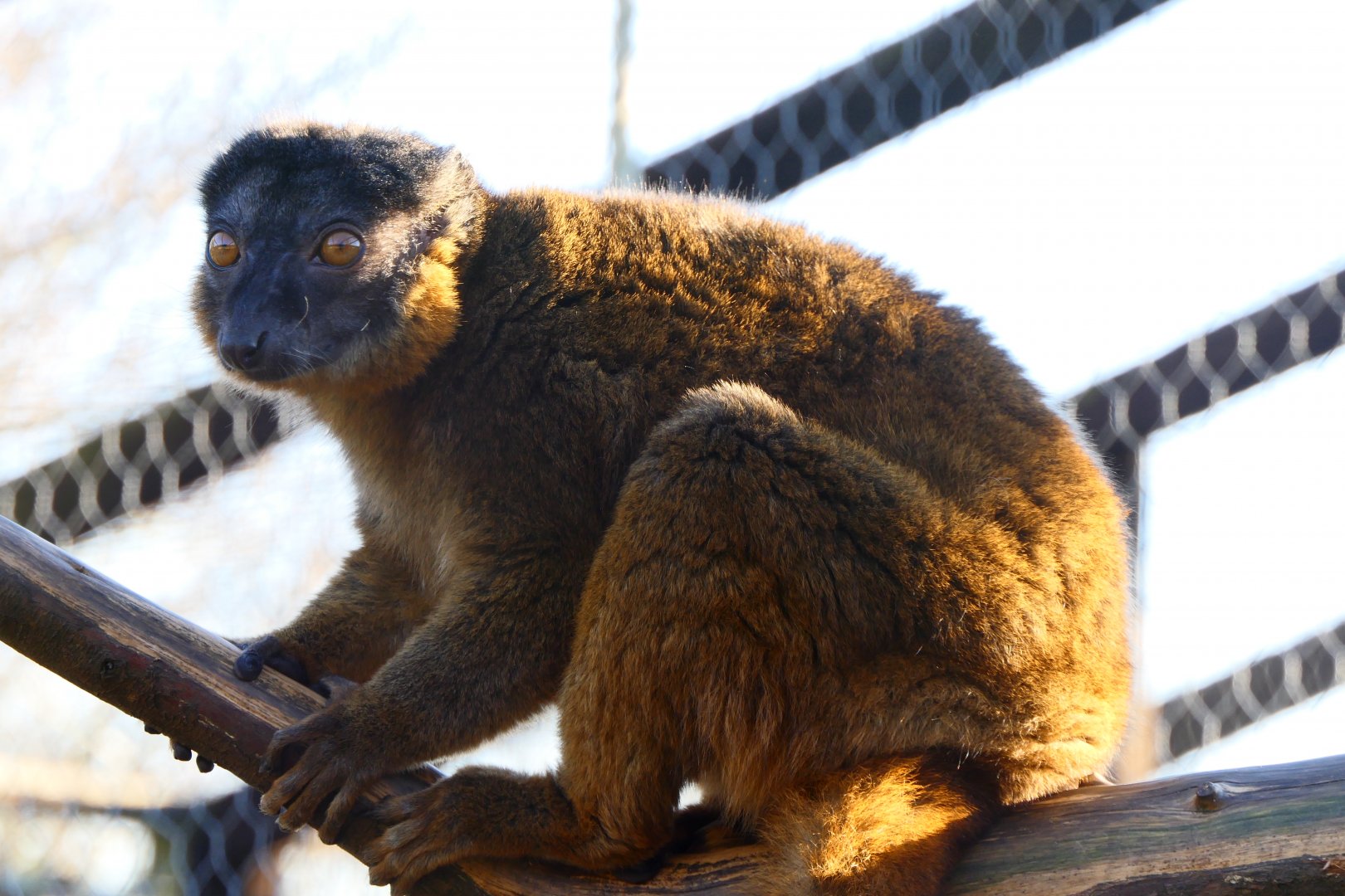 Collared lemur - Hamerton - 25/2/19