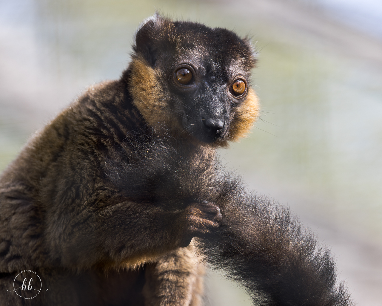 Collared Lemur / Hamerton / 26-3-24