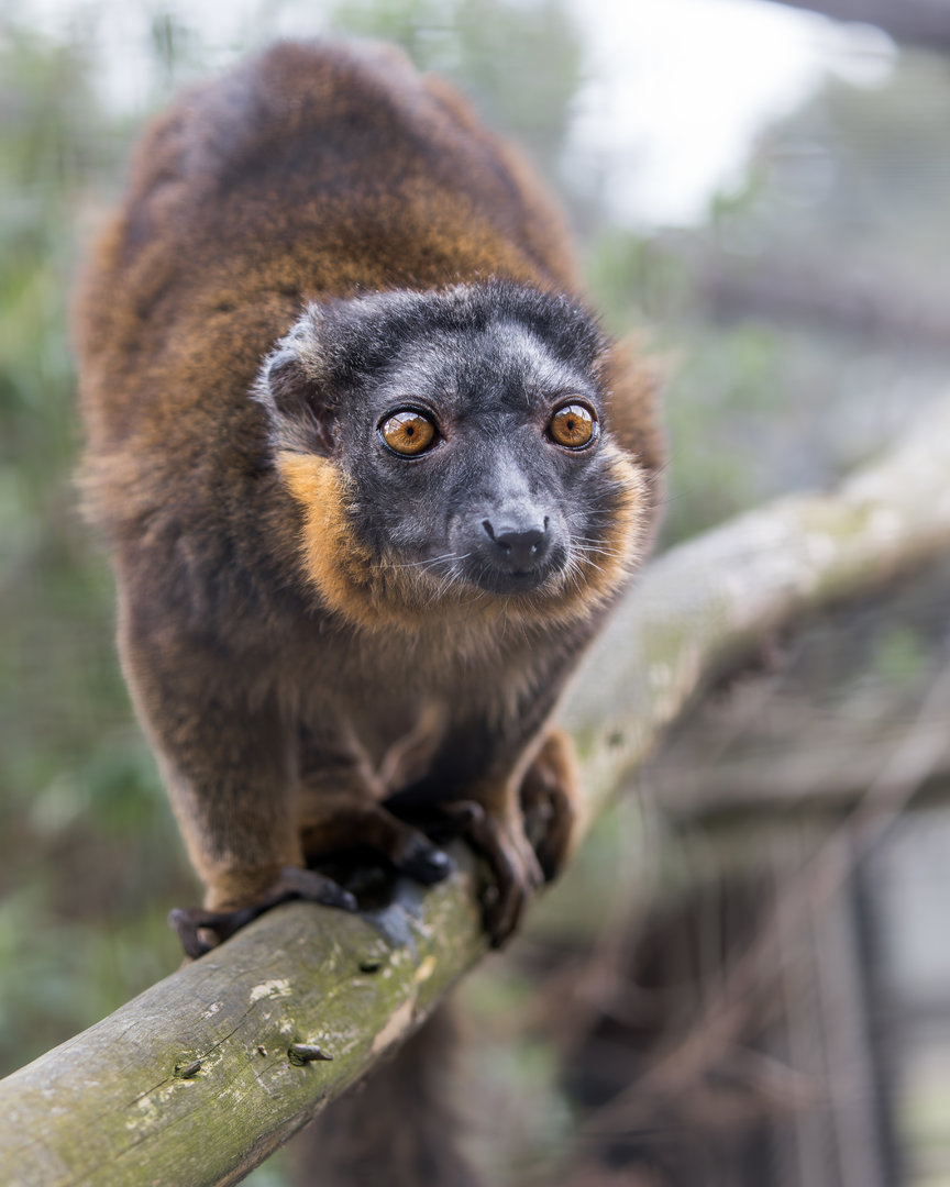 Collared Lemur/ Hamerton / 27-3-23