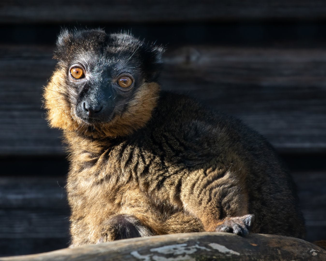 Collared Lemur / Hamerton / 7-10-20