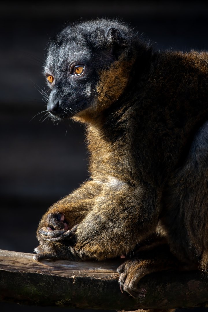 Collared Lemur / Hamerton / 7-10-20