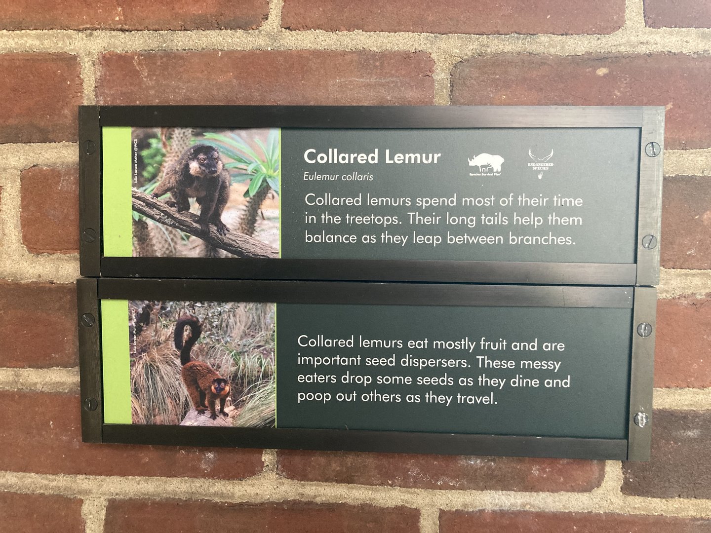 Collared Lemur Signage