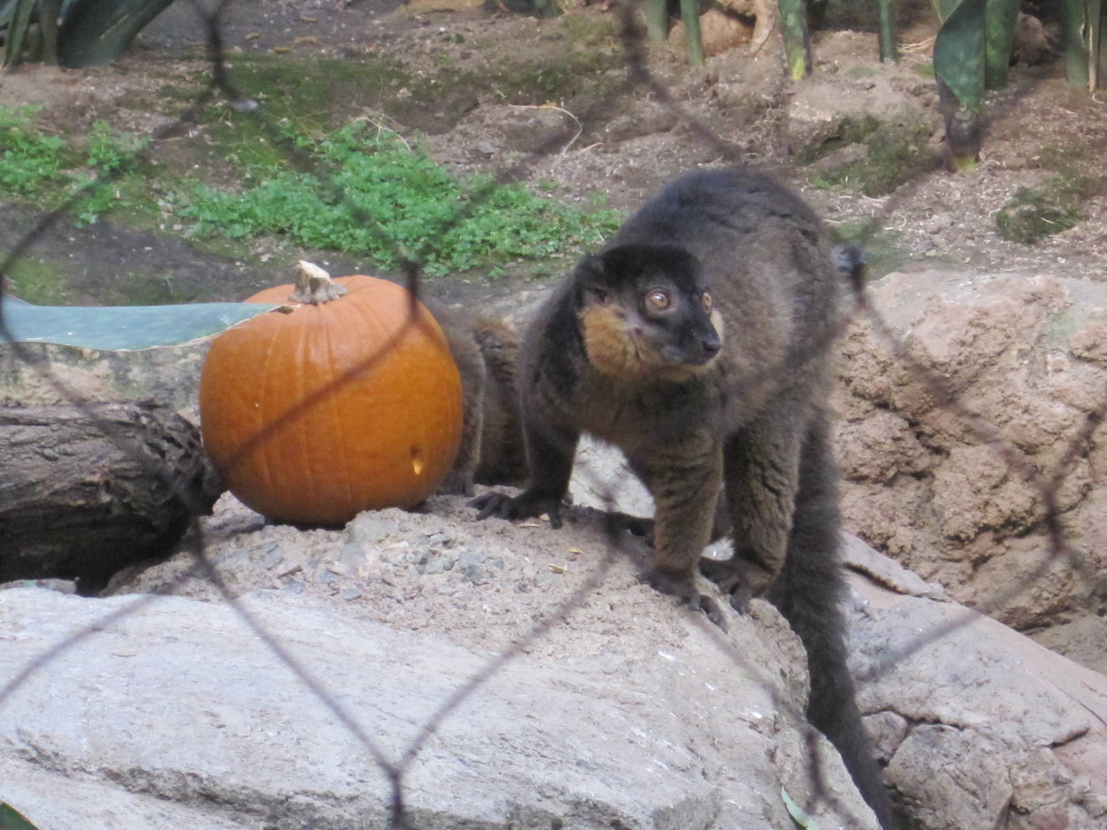 Collared Lemur With Pumpkin