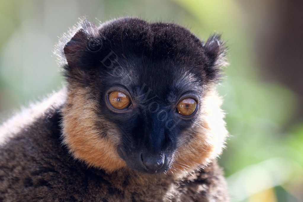 Collared Lemur