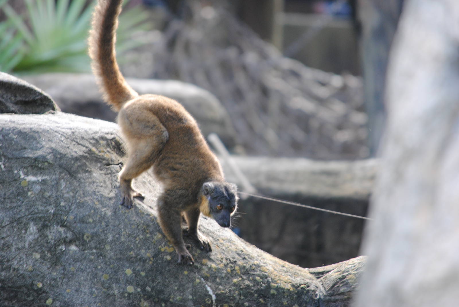 Collared Lemur