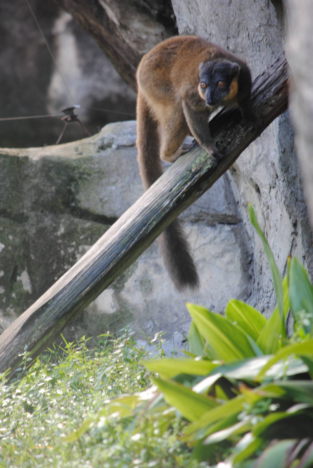 Collared Lemur
