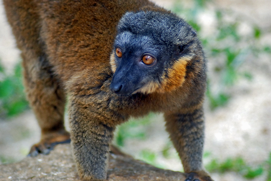 COLLARED LEMUR