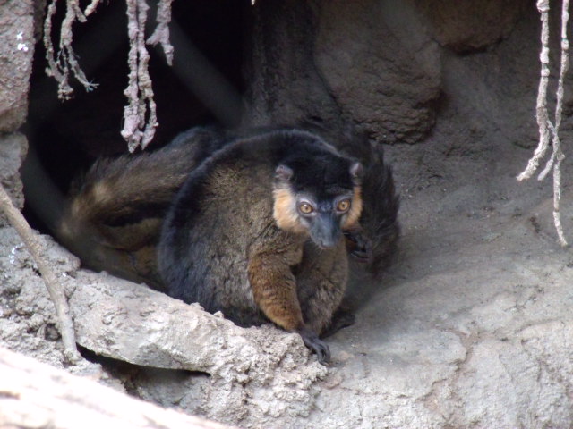 Collared Lemur