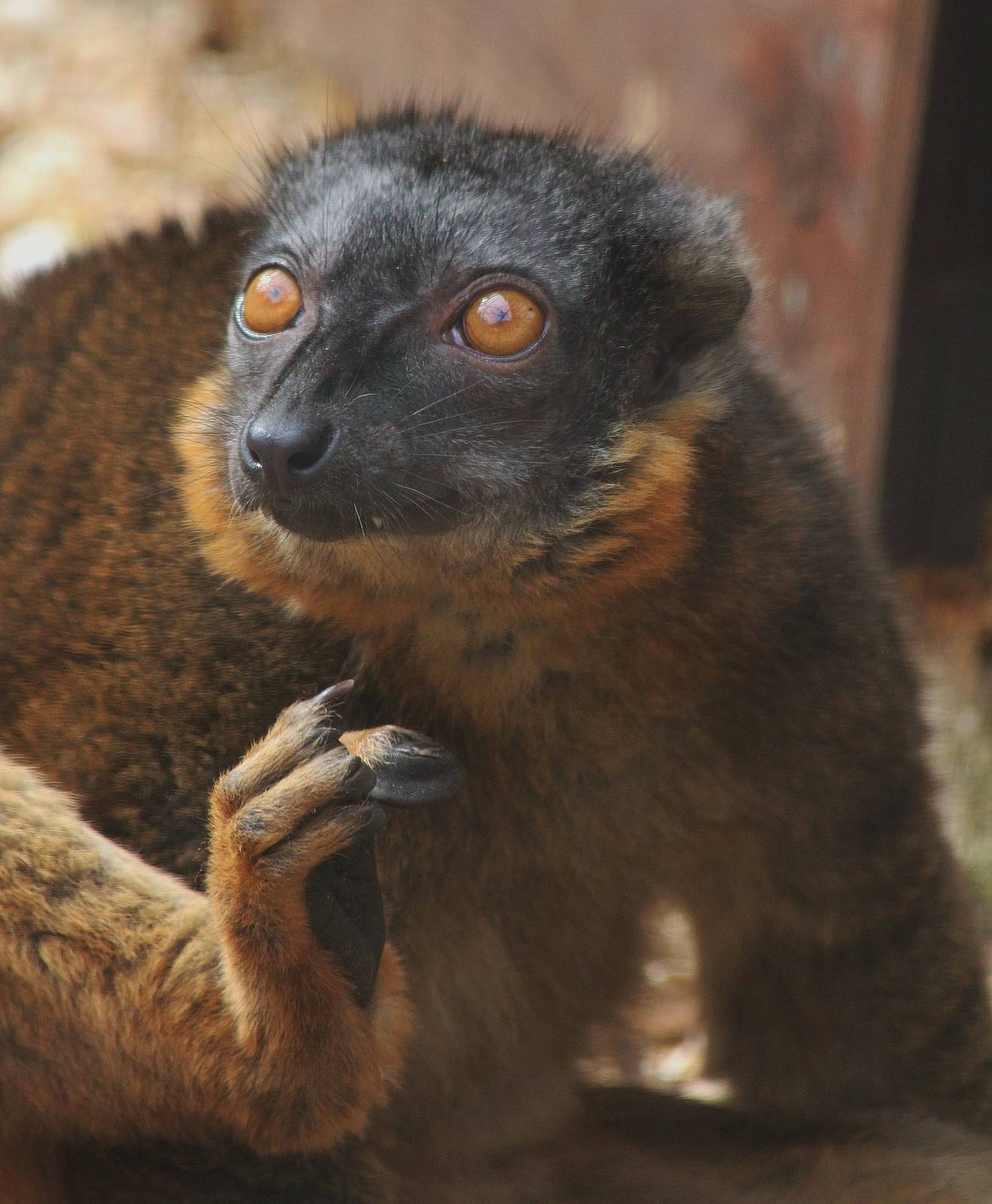 Collared Lemur