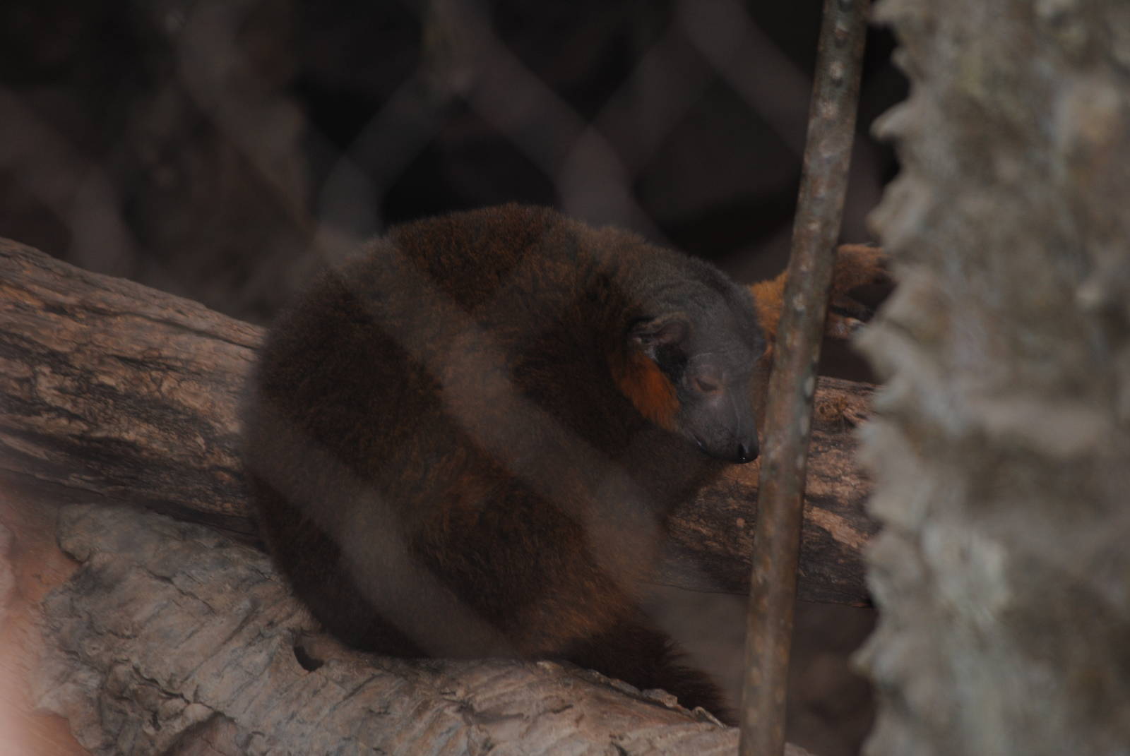 Collared Lemur