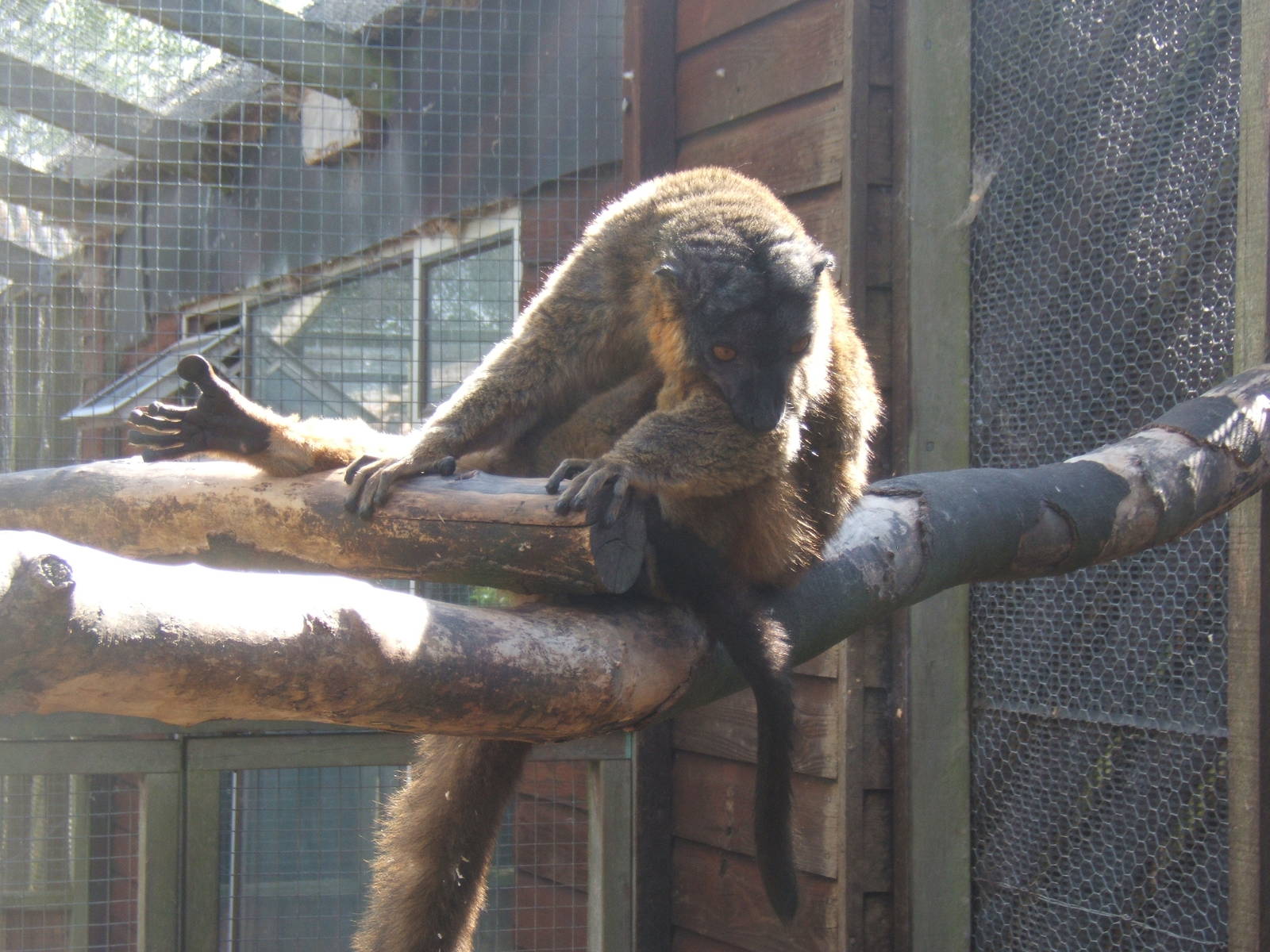 Collared Lemur