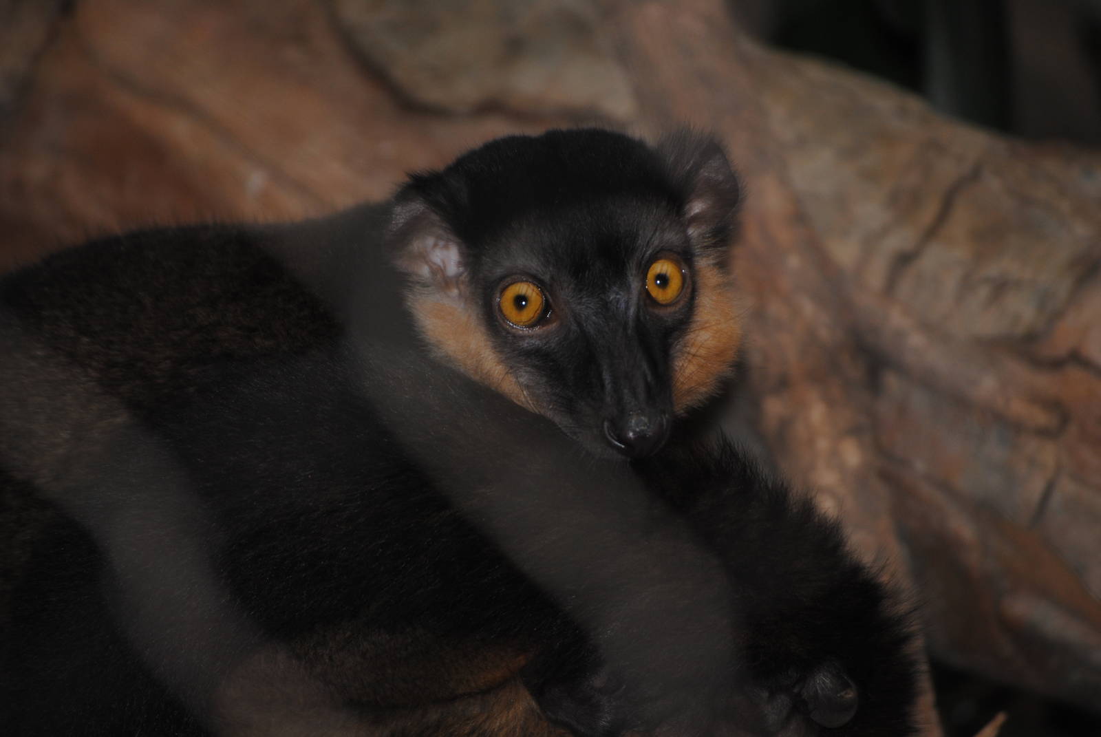 Collared Lemur