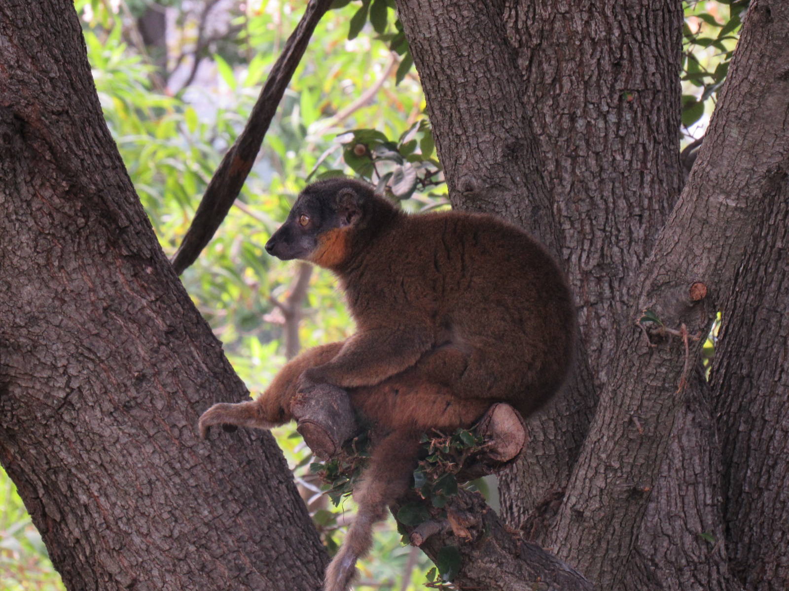 Collared Lemur
