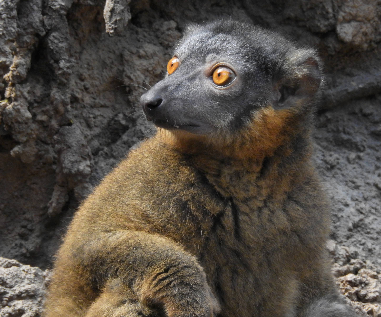 Collared Lemur