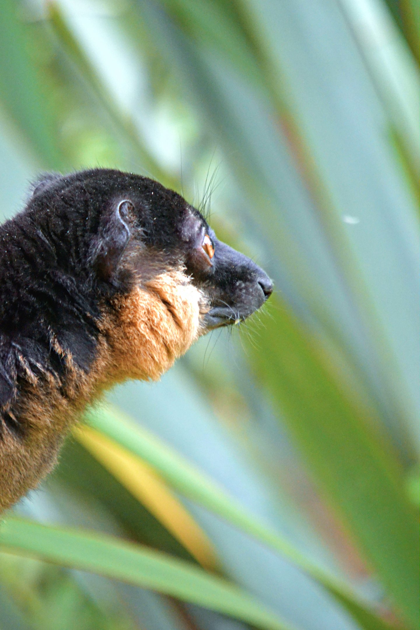 Collared Lemur