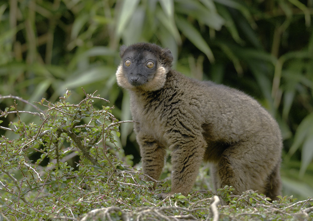 Collared lemur