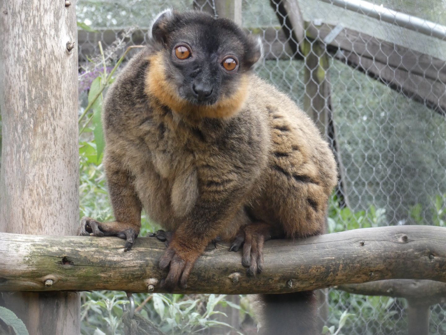Collared lemur