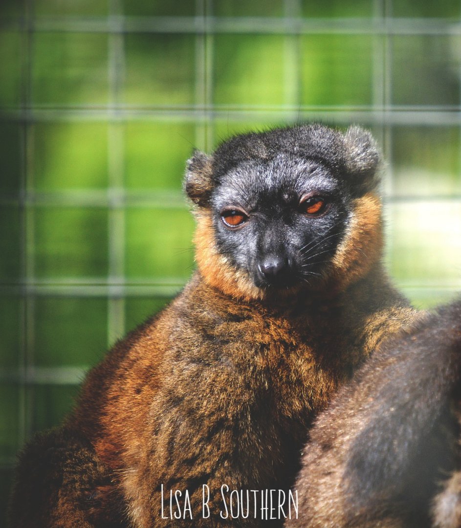 Collared Lemur