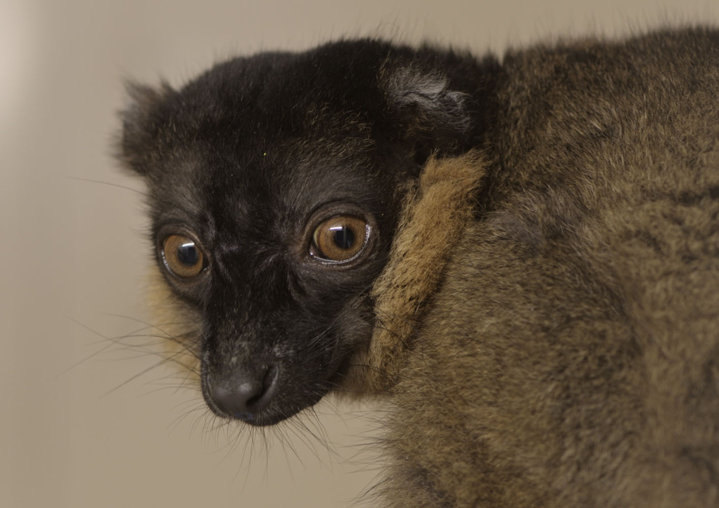 Collared lemur