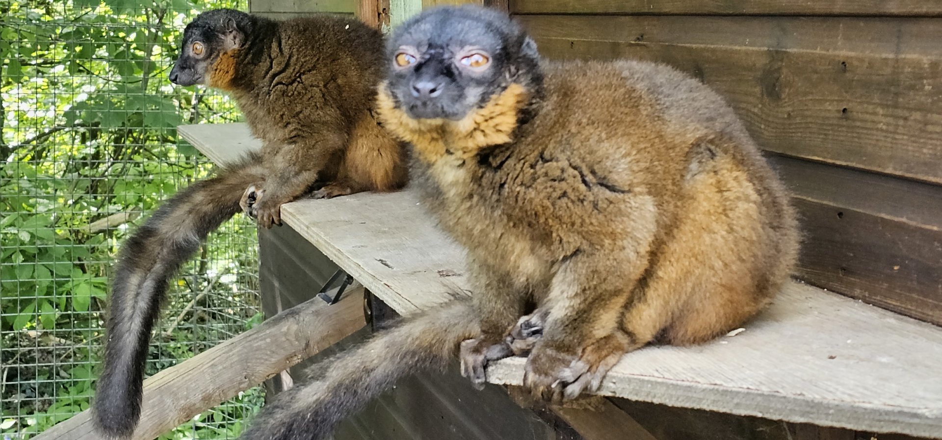 Collared lemur