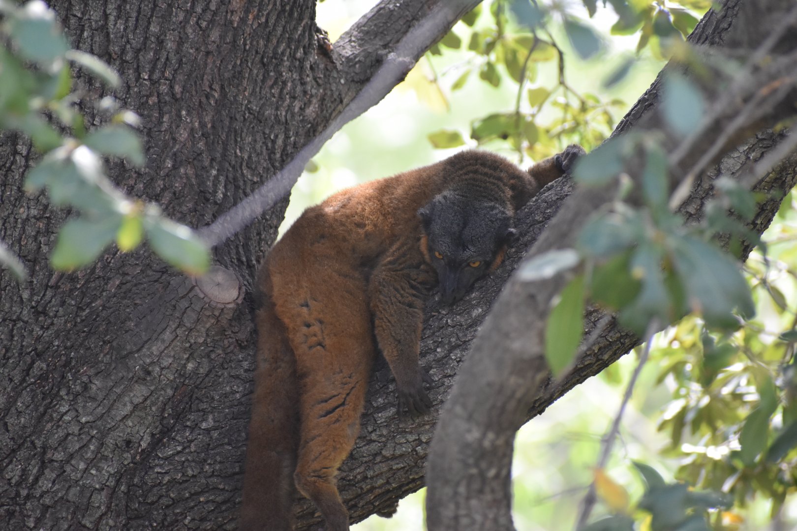 Collared Lemur