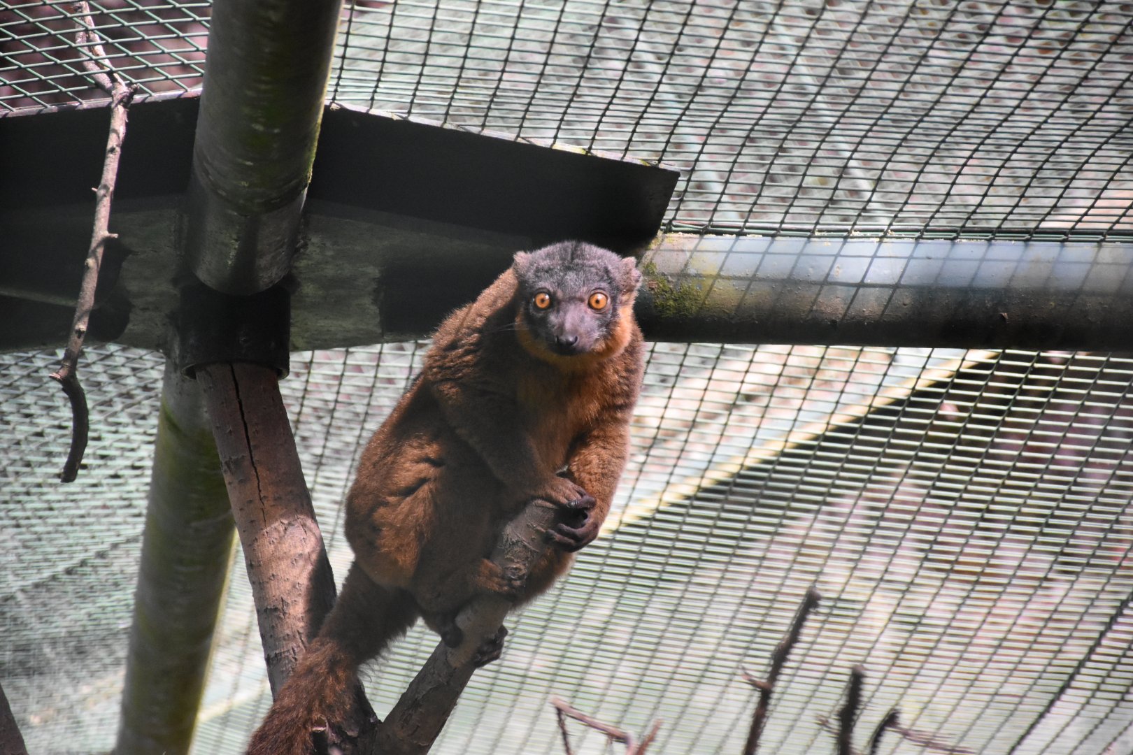 Collared lemur