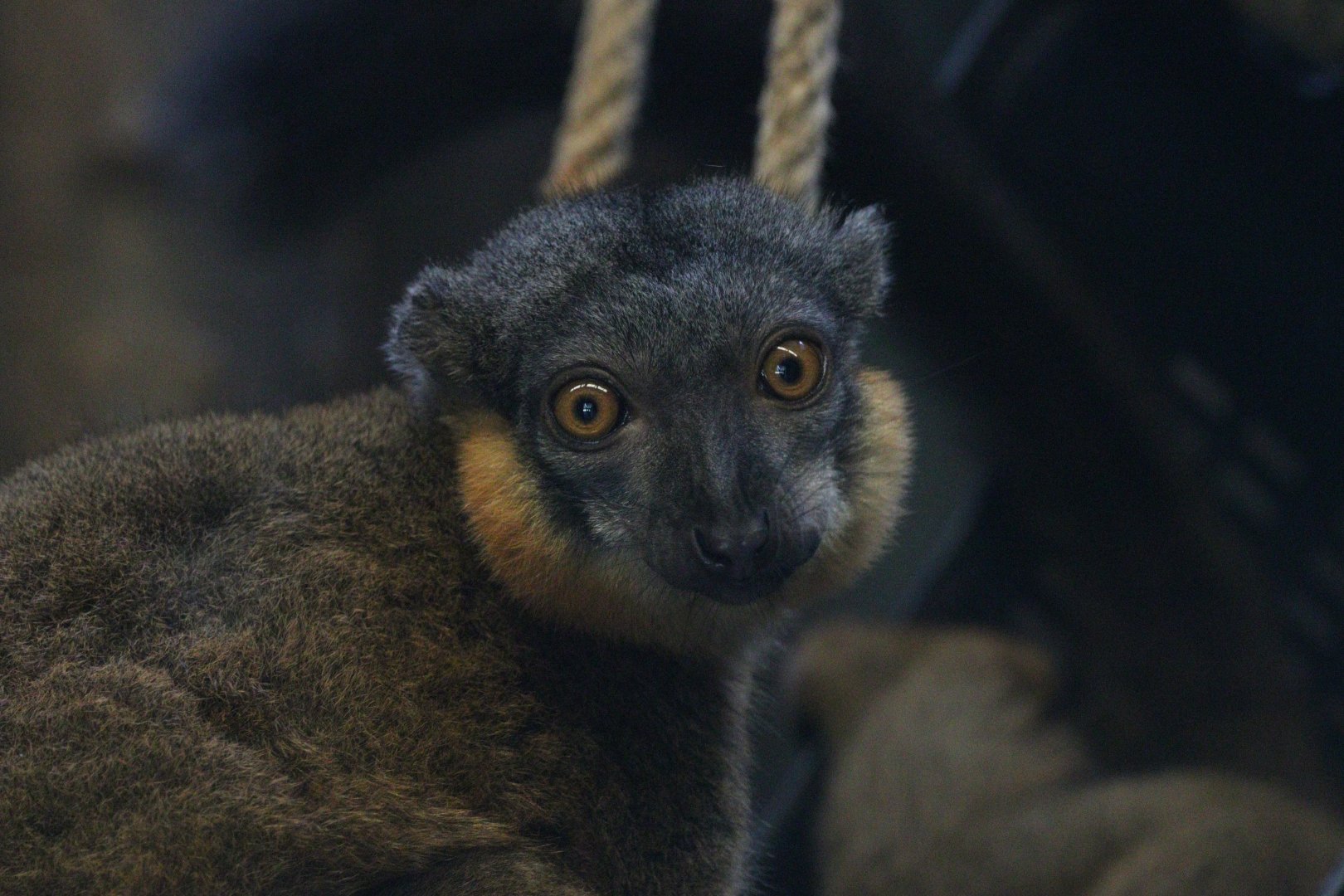 Collared Lemur