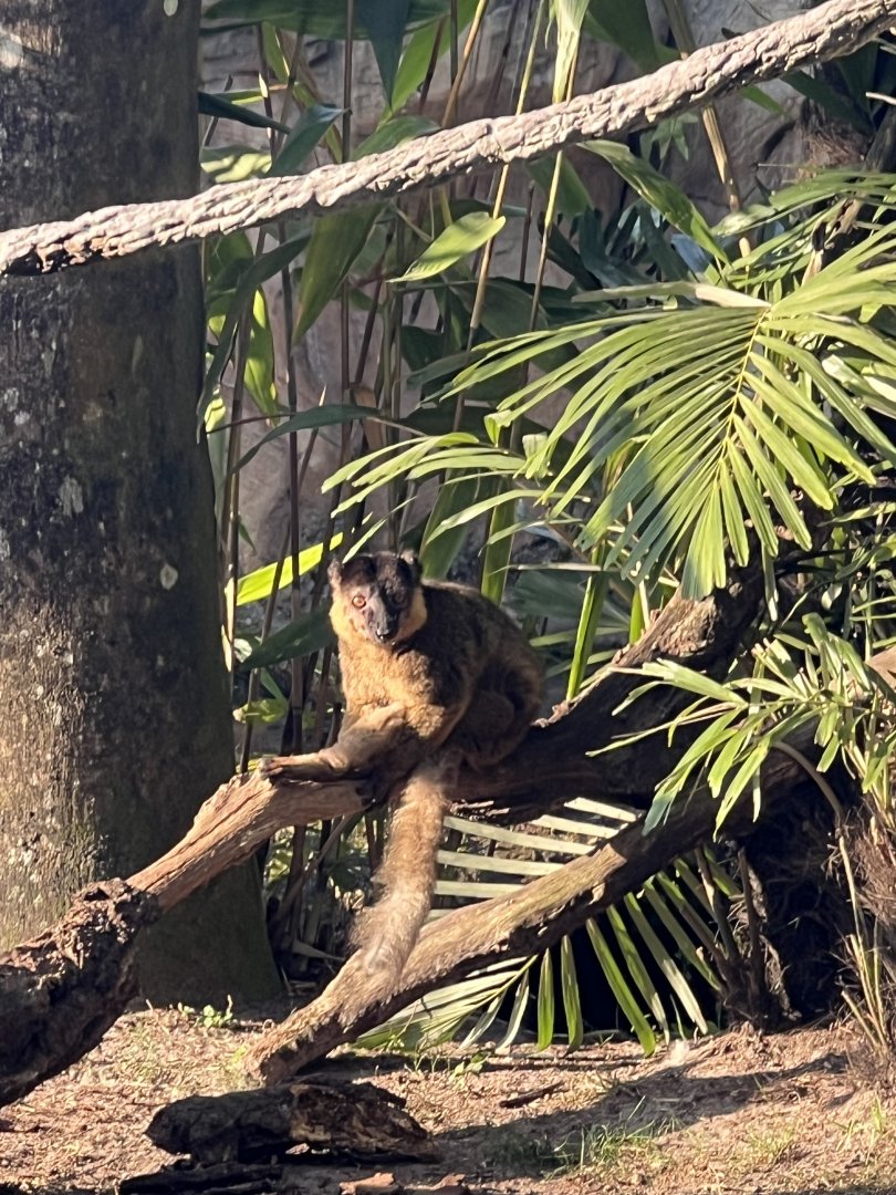 Collared Lemur