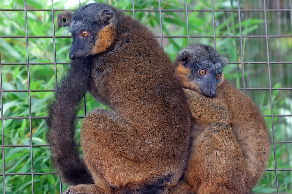 Collared Lemur