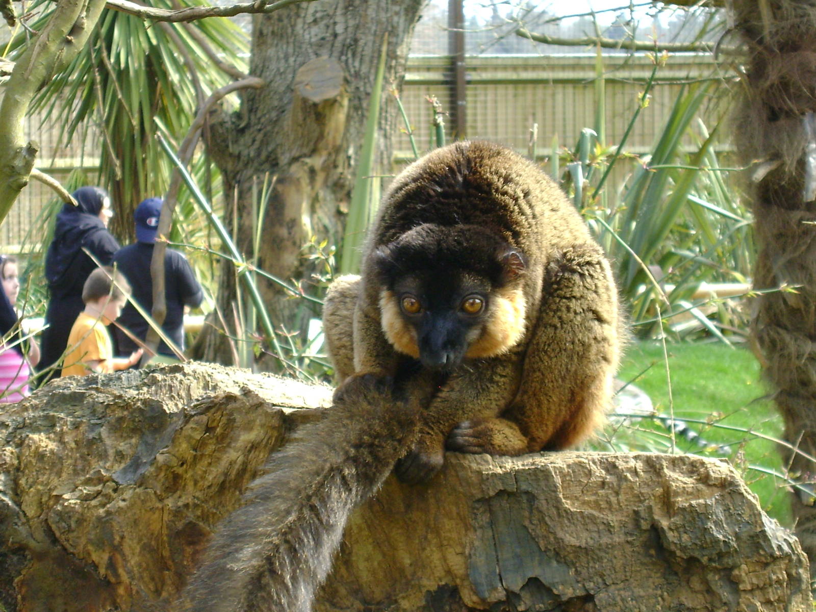 Collared lemur
