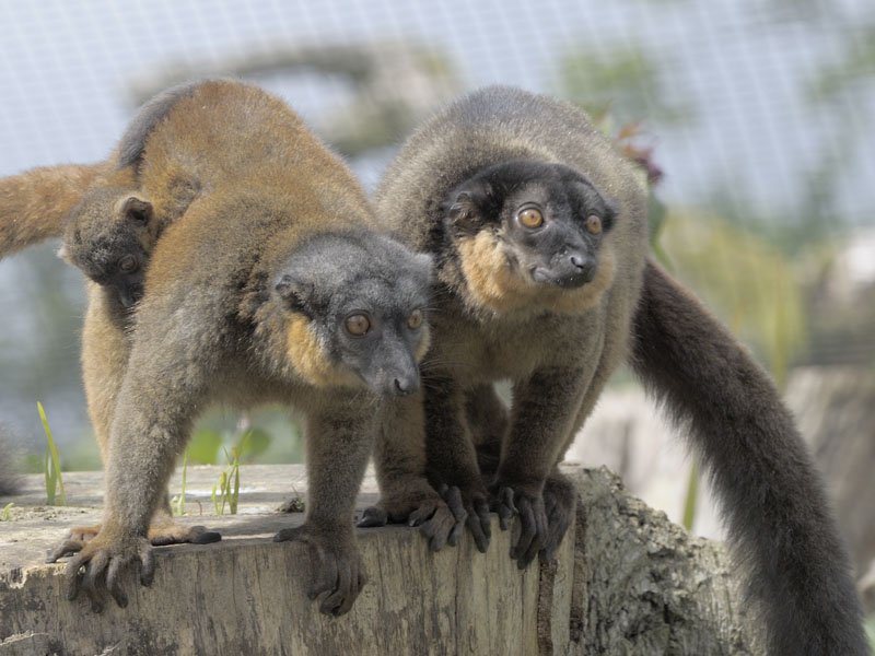 Collared lemurs at Burford