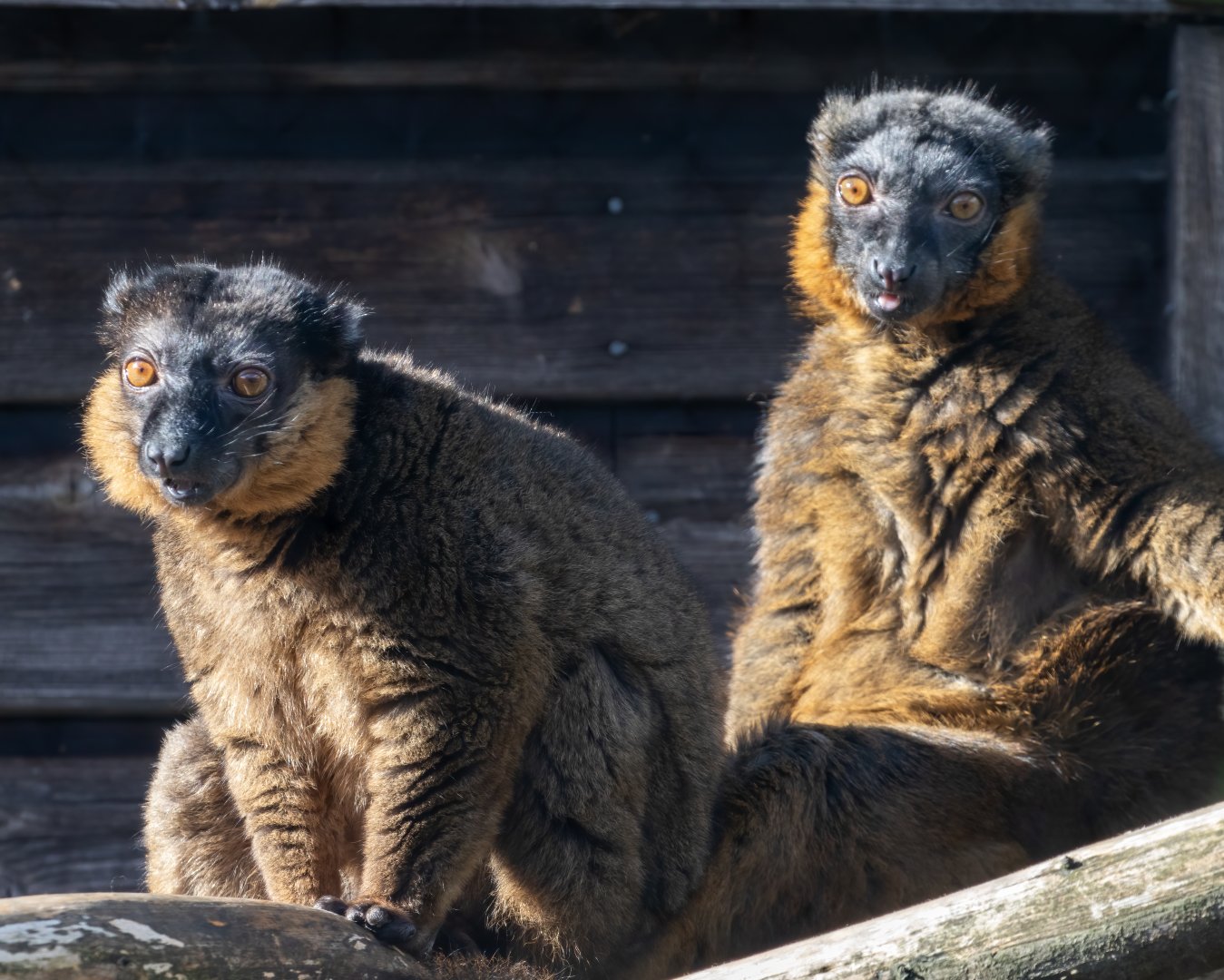 Collared Lemurs / Hamerton / 7-10-20
