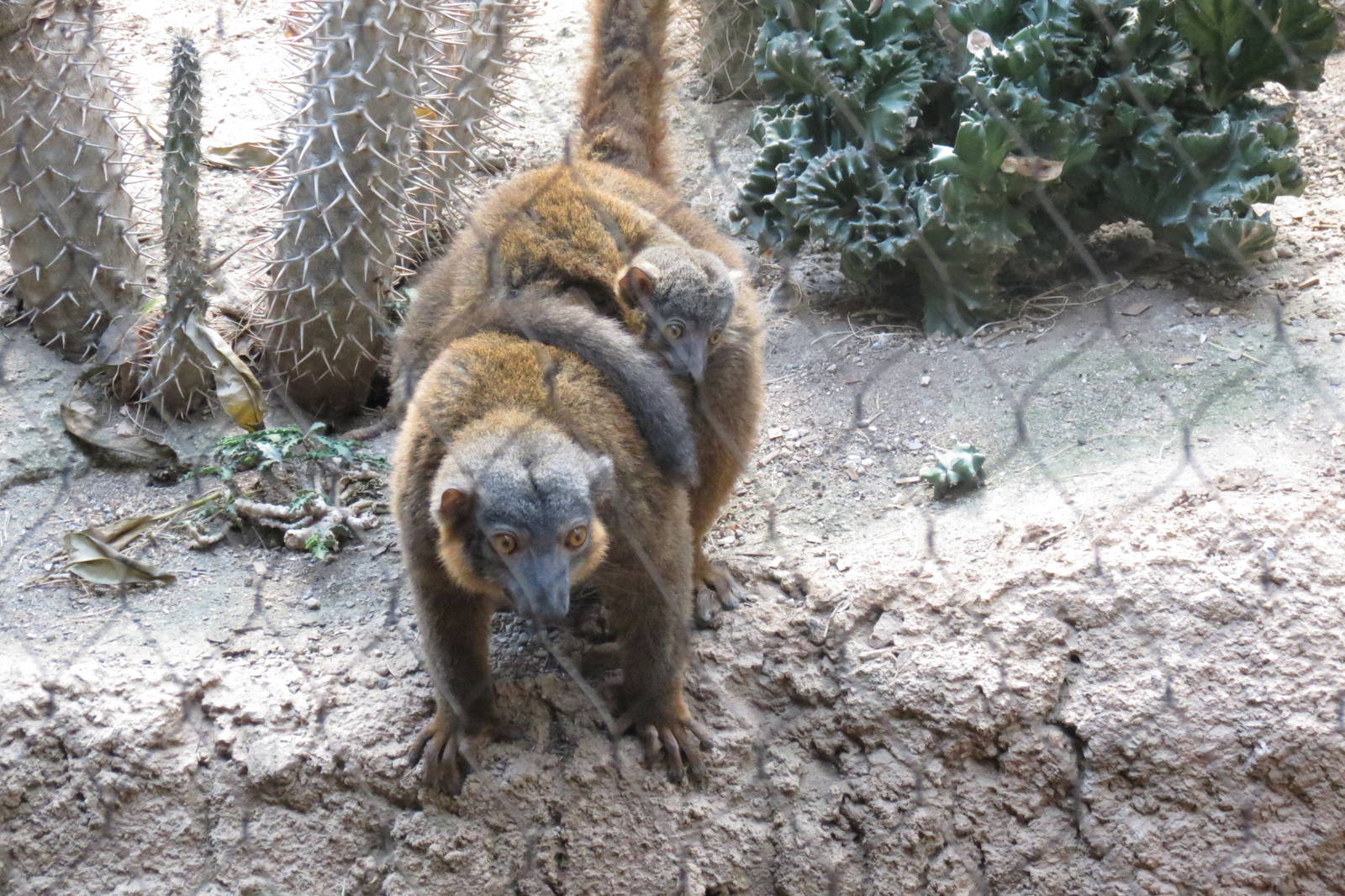 Collared lemurs